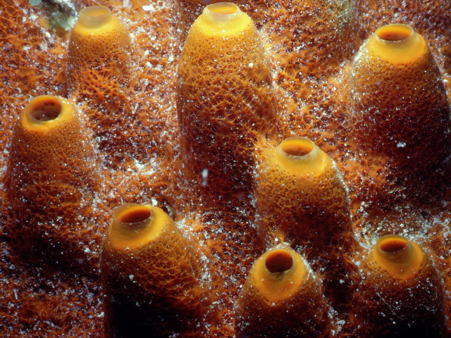 Тема на рабочий стол с кораллами