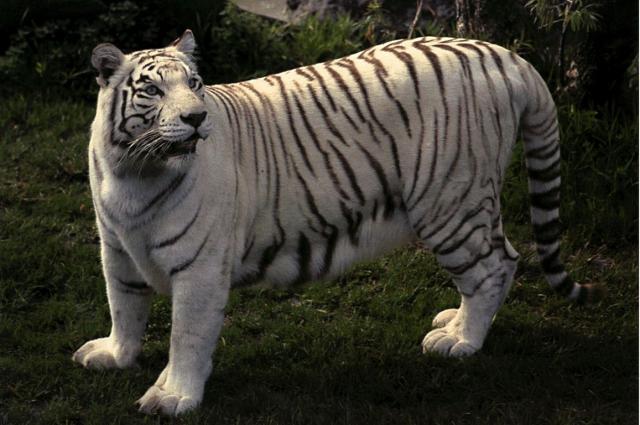 Обои с белым тигром