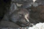 Фото со спящим волчонком