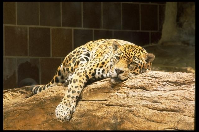 Отдых леопарда