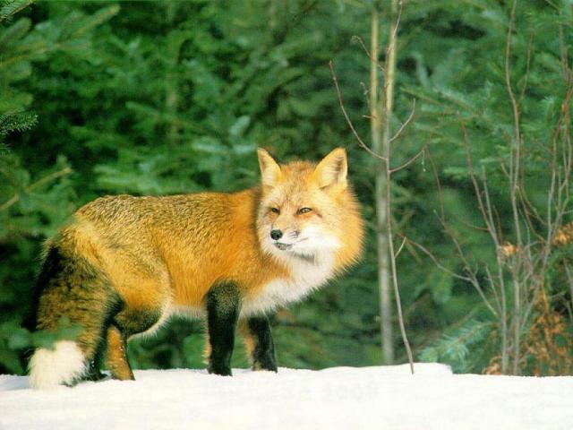 Фото рыженькой лисички