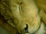 Тема со спящим львом
