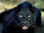 Фото черной пантеры
