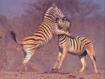 Zebras games