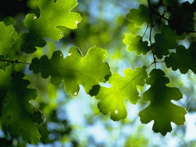 Фотография дубовых листьев на солнце