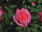 Фотография розового куста