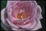Снимок с розовым распустившимся бутоном