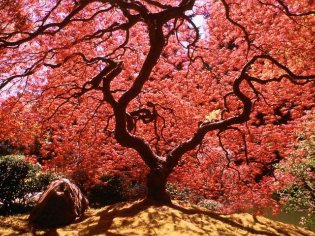 Vine Maple Tree_ Japan.JPG