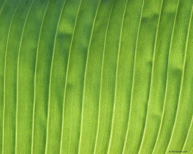 green_leaf.jpg
