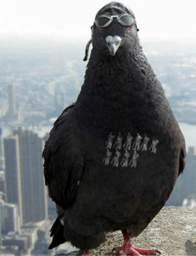 голубь истребитель на небоскребе Нью-Йорка