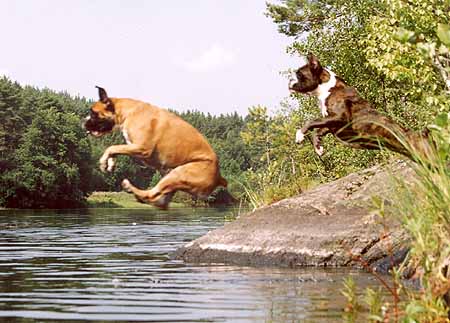 собачьи синхронные прыжки в воду