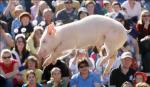 прыжки в высоту свиньи на публике