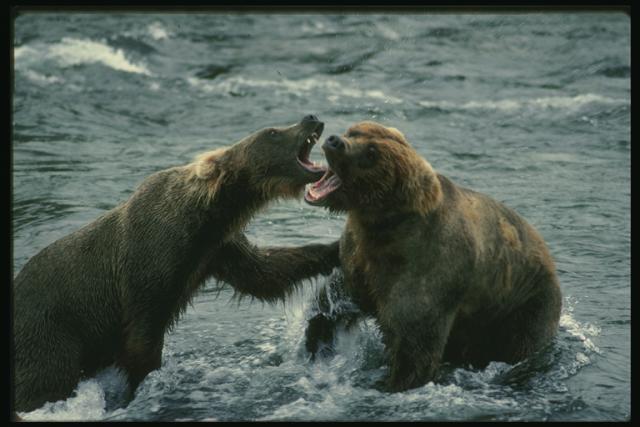 Битва бурых медведей в воде