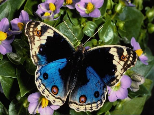 голубая бабочка красавица на цветке