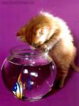 Фото Рыжий котенок смотрит в аквариум
