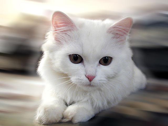 Фото белой кошки