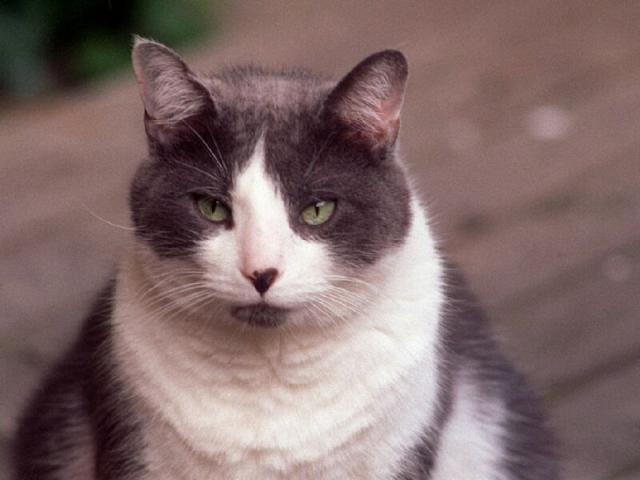 Пухлый серобелый кот с зелеными глазами