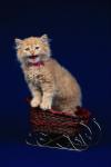 Рыжий котеночек в вязанных санках