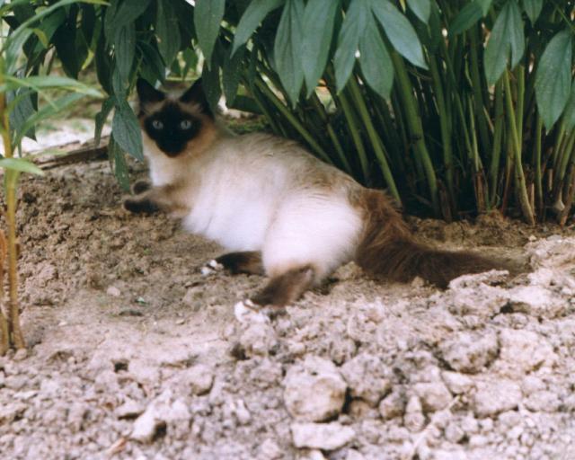 Сиамская кошка под пальмой