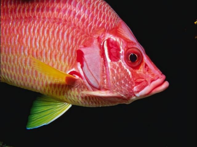 морская рыба красного цвета