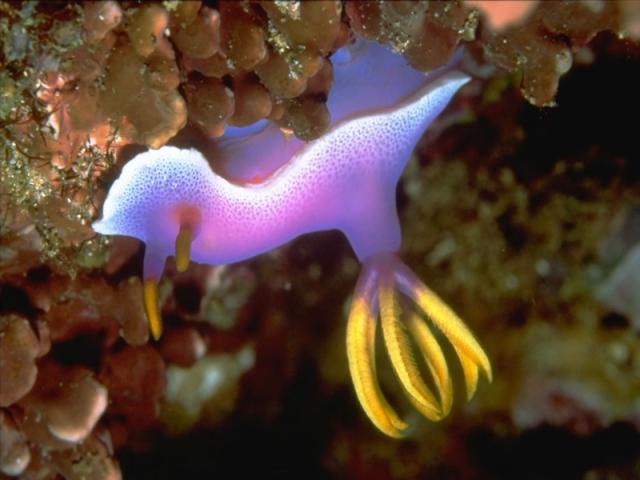 морское животное неонового цвета