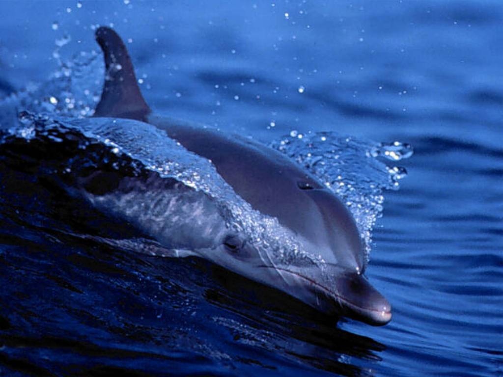 Theme for desktop with dolphin
