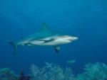 Underwater photography of shark