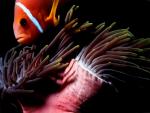 clown fish
