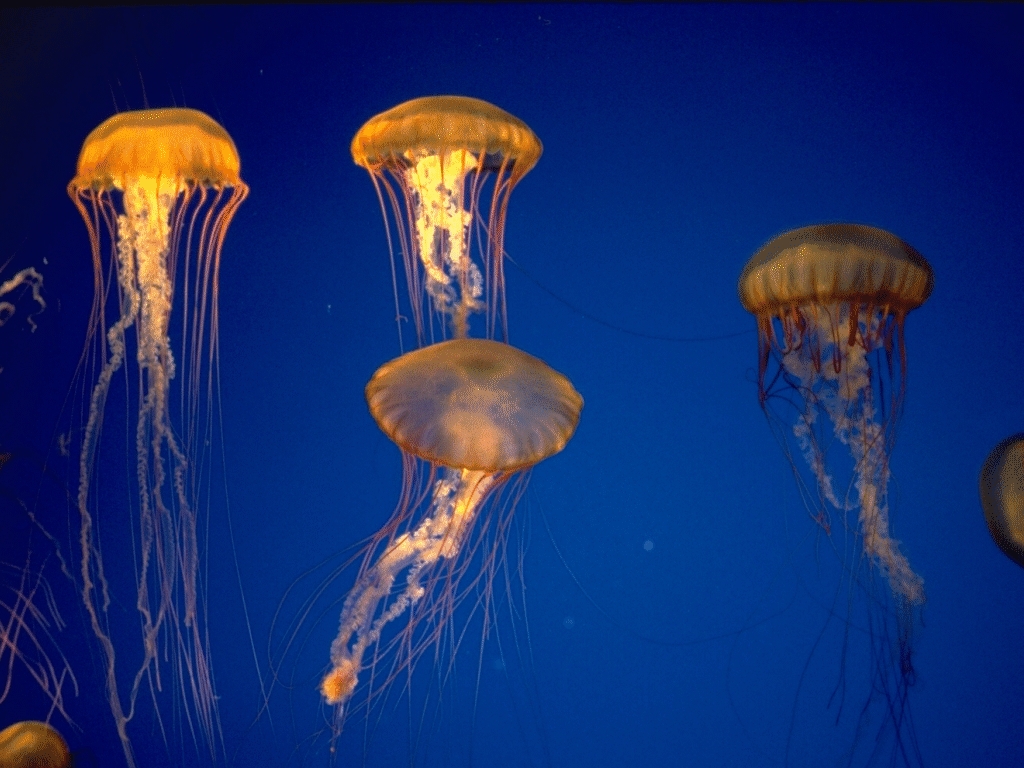 Image of jellyfish