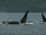 Wallpapers with killer whale