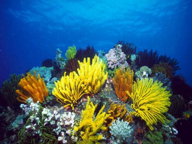 Картинка с разноцветными морскими водорослями