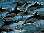 Running dolphins