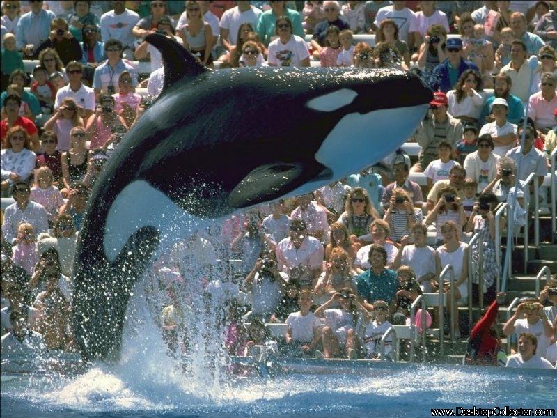 Photo of killer whale performance
