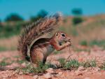 squirrel eats in the desert