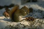 Wallpapers - squirrel with cone