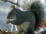 Photography of squirrel on the hind legs