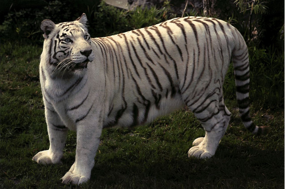 Wallpapers with white tiger