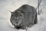 除用野生猞猁桌面