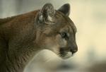Predator cats