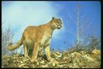 Lioness licked herself in anticipation of prey