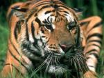 Tiger close-up photo