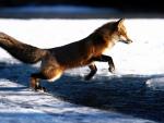 Snap of the fox in the jump