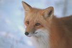 Image of the fox