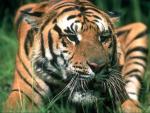 Loneliness of the tiger