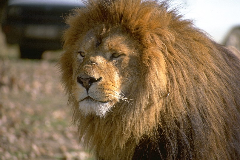 The Lion King