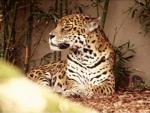 Jaguar1.jpg