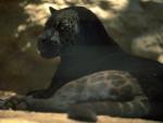 leopard.jpg