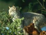 lynx.jpg