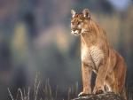 Wild cat in the post
