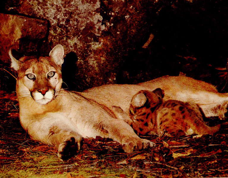 Lioness feeding offspring
